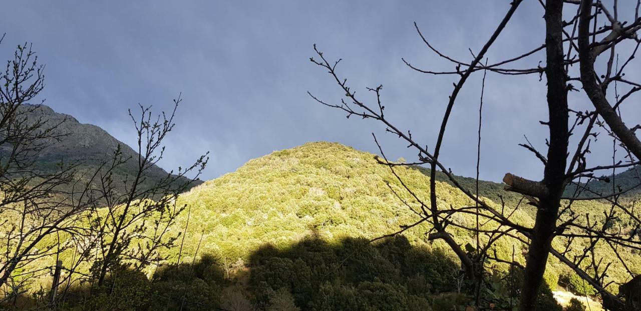 Camping L'Agrottu Au Coeur De La Corse Santa-Lucia-di-Mercurio Екстериор снимка